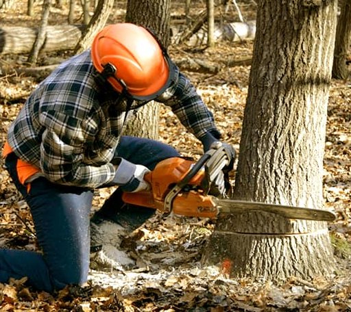 Tree Removal in Saint David, ME